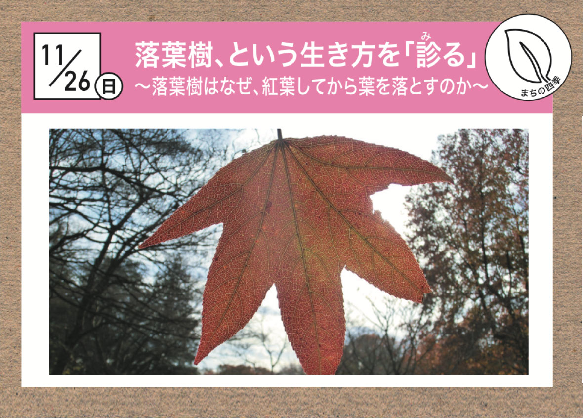 大丸有シゼンノコパン】【まちの四季】落葉樹、という生き方を「診る